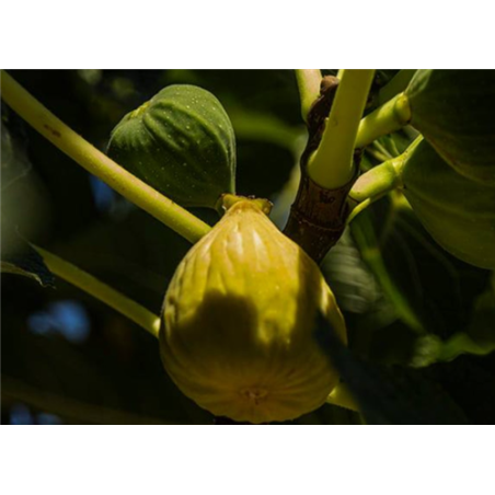 RECOLECTORA DE HIGOS N2  GRANDE 10003 