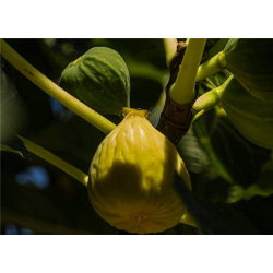 CILINDRO HIGOS N2 GRANDE  60401 