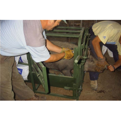 CEPO MANEJO CERDO S/ RAPIDA Y PUERTA GUILLOTINA P 